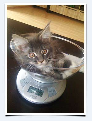 фото реальный вес котенка мейн кун